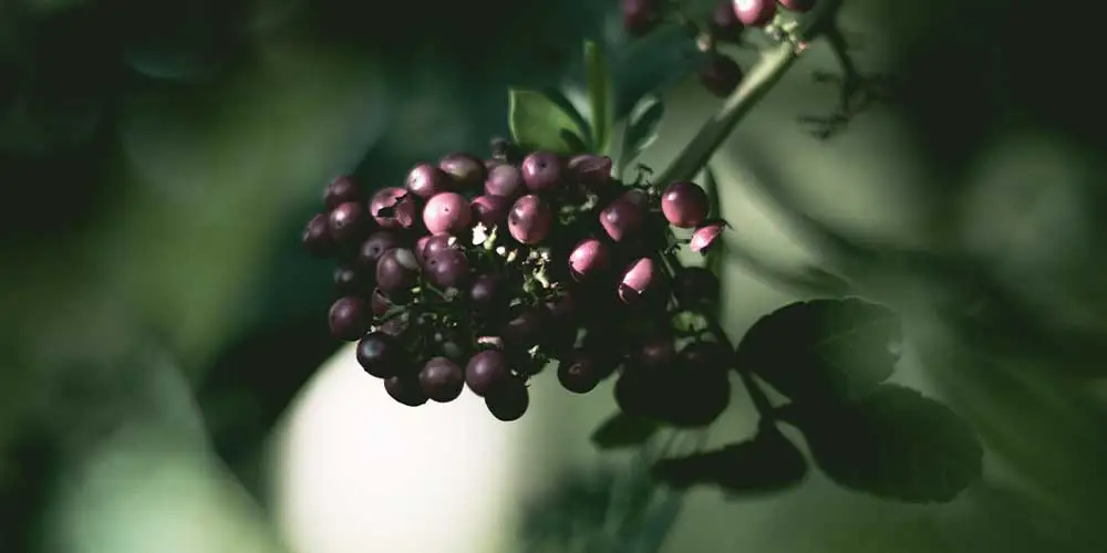 closeup of wild elderberries