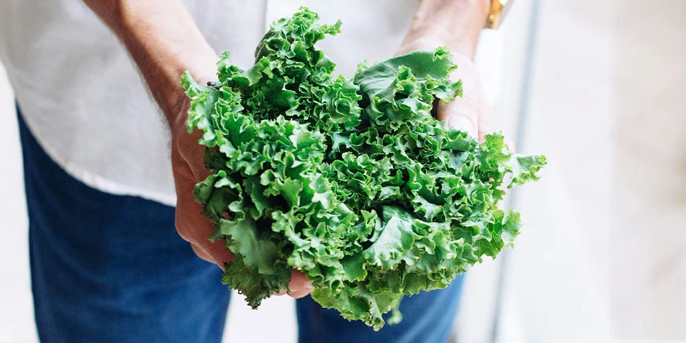 Hands holding a bunch of kale